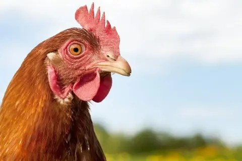 Co chce Ci przekazać kura w Twoich snach? Oto znaczenie sennika