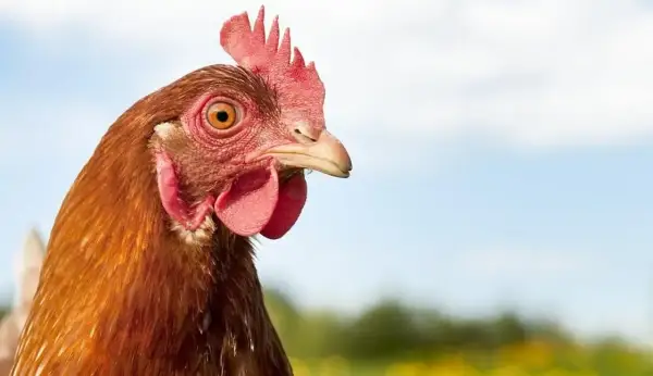 Co chce Ci przekazać kura w Twoich snach? Oto znaczenie sennika